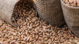 «Никаких заявлений»: появились новые подробности о зерновой сделке