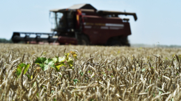 «В полном объеме»: Китай выразил надежду на продление зерновой сделки