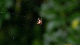 Летний ужас: что делать, если паук заполз в уши ночью