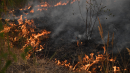 Эвакуация началась на западе Турции из-за масштабных лесных пожаров