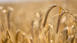 «Мы будем тверды»: Польша пообещала продлить запрет на ввоз зерна с Украины