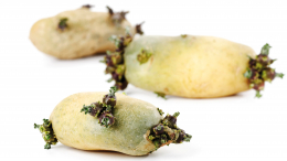 Как выглядит смертельно-опасный картофель: «Зеленый цвет и проросшие ростки»