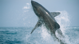 Уже без этого не могут: «кокаиновых» акул заметили у берегов США