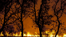 В турецком Кемере лесные пожары вплотную подошли к отелям