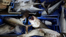 Россия запретила ввоз готовой рыбной продукции из недружественных стран