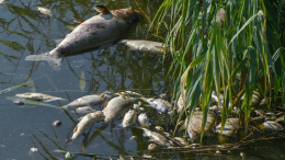 Экологическое ЧП: массовый мор рыбы обнаружили в московской реке Десна
