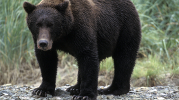 Медведь напал на женщину с ребенком на зооферме под Тулой