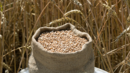 Путин: Африка сама в дальнейшем сможет производить зерно и накормить себя