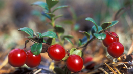 Лайфхак для любителей ягод: как собрать бруснику и сохранить целебные свойства