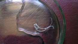 «Между смертью и жизнью»: червь неизвестного вида ожил после 46 000 лет мерзлоты