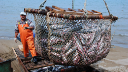 Рекордные цифры: как улов рыбы на Камчатке повлияет на цены в магазинах