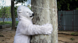 Медведь или человек? Китайский зоопарк обвинили в подмене животных