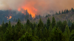 Теряют контроль: лесные пожары охватили несколько штатов в Америке