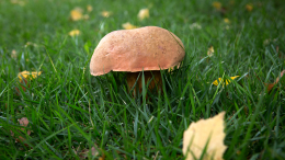 Не по сыроежке шляпка: как определить съедобные грибы и избежать отравления