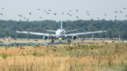 Пассажирский лайнер врезался в стаю птиц при взлете в аэропорту Иркутска