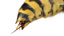 Самый уязвимый участок: может ли укус осы или пчелы убить человека