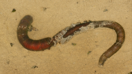 Остановка и возрождение: ученые в шоке от червя, ожившего после 46 000 лет мерзлоты