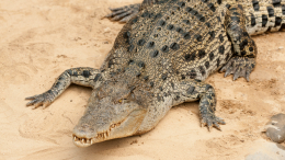 Крокодил съел футболиста Хесуса Ортиса из Коста-Рики