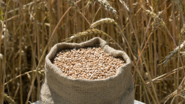 «На слово — нет»: Песков о заявлениях США в содействии экспорту зерна