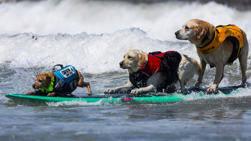 На волне: в США прошел чемпионат мира по серфингу среди собак