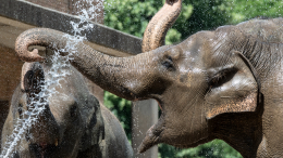 О них не забыли: как животным в зоопарках помогают пережить жару
