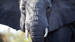 Решил пощекотать: милая встреча слона и людей произошла в Африке
