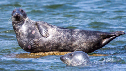Невероятное спасение: волонтеры с Сахалина продолжают спасать тюленей