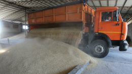 Россия в ближайшее время поставит странам Африки 25-50 тысяч тонн зерна