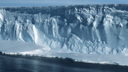 У берегов Антарктиды нашли «потустороннее» морское чудище с 20 руками