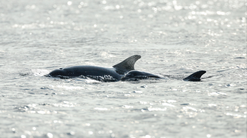 Туристам в Анапе посоветовали быть осторожнее при встрече с дельфинами