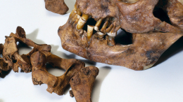 Человеческие череп и кости нашли в мусорном мешке в Москве