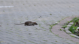 Жители Петербурга жалуются на нашествие крыс