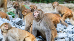 Планета обезьян: банда макак столкнула туриста с 50-метрового обрыва в Таиланде