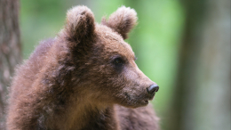 «Привет, косолапый»: медвежонка-попрошайку заметили в ХМАО