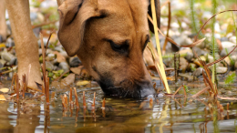 Хозяев собак предупредили об опасности выгула питомцев у водоемов