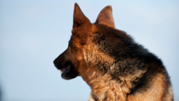 Крымский Хатико: в Ялте умер ждавший 12 лет погибшего хозяина пес