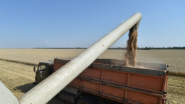 В Египте назвали способ экспортировать российскую пшеницу