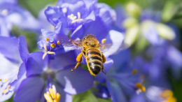Вплоть до смерти? Раскрыта неочевидная опасность аллергии на пчел