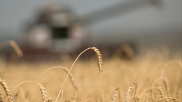 Спустя месяц: Захарова подвела итоги выхода из «зерновой сделки»
