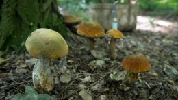 Пять детей отравились грибами в Ленинградской области