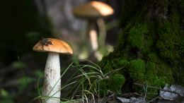 «Тихая охота» в разгаре: признаки отравления грибами и правила первой помощи