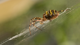 Как из фильмов ужасов: пауки-гиганты захватили и держат в страхе Подмосковье