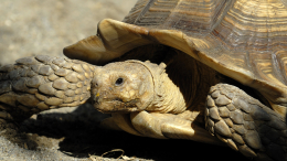 Ходячие жесткие диски: почему черепахи накапливают радиацию