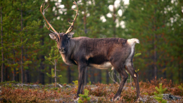 В Норвегии начали убивать оленей за побег в Россию
