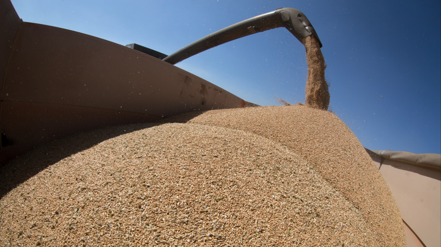 Le Figaro: Россия продолжает доминировать на рынке зерна