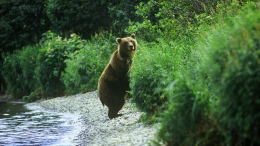 С бидоном на голове: зоозащитники ищут пропавшего в Приморье медведя