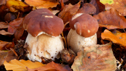 Тит Грибник или Листопадник: почему 7 сентября считается лучшим для сбора грибов