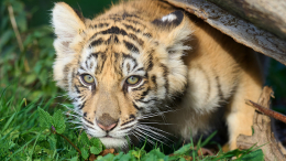 В Приморье насмерть сбили тигренка
