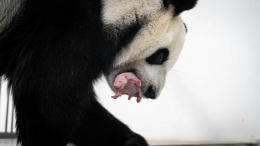 В Московском зоопарке родился первый в России детеныш большой панды