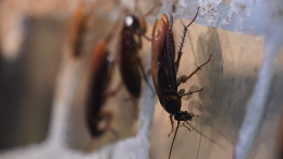 Незваные гости: какое средство победит тараканов в квартире